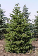 Colorado Green Spruce