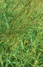 Pawnee Big Bluestem Grass