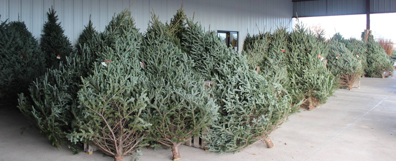 Steinbrink Landscaping & Greenhouses