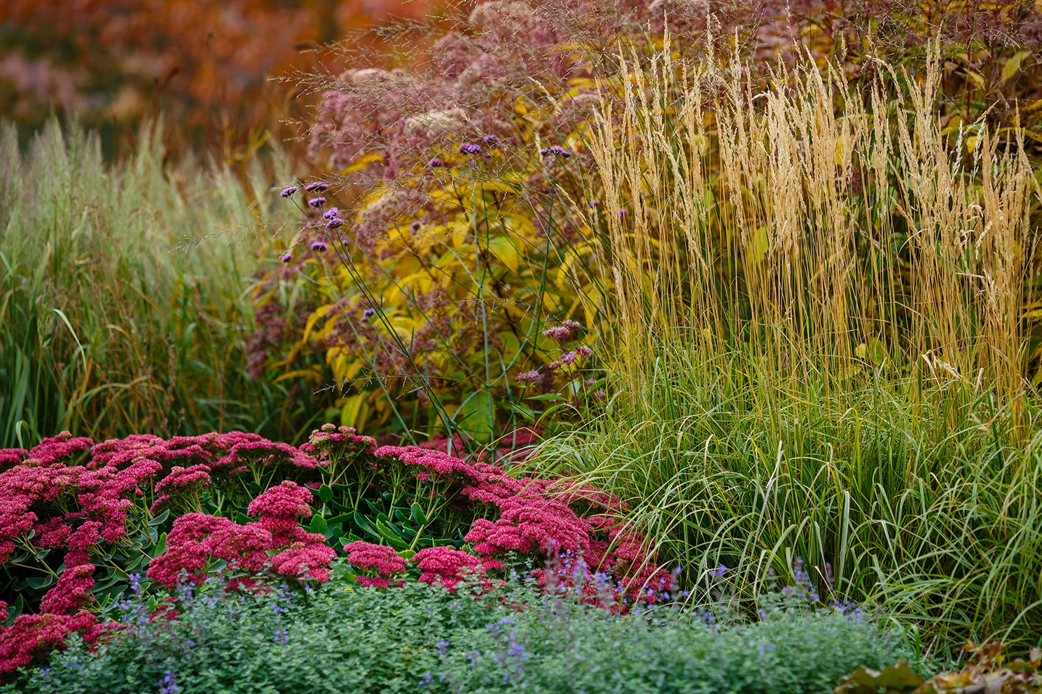 ornamental-grasses-herbs