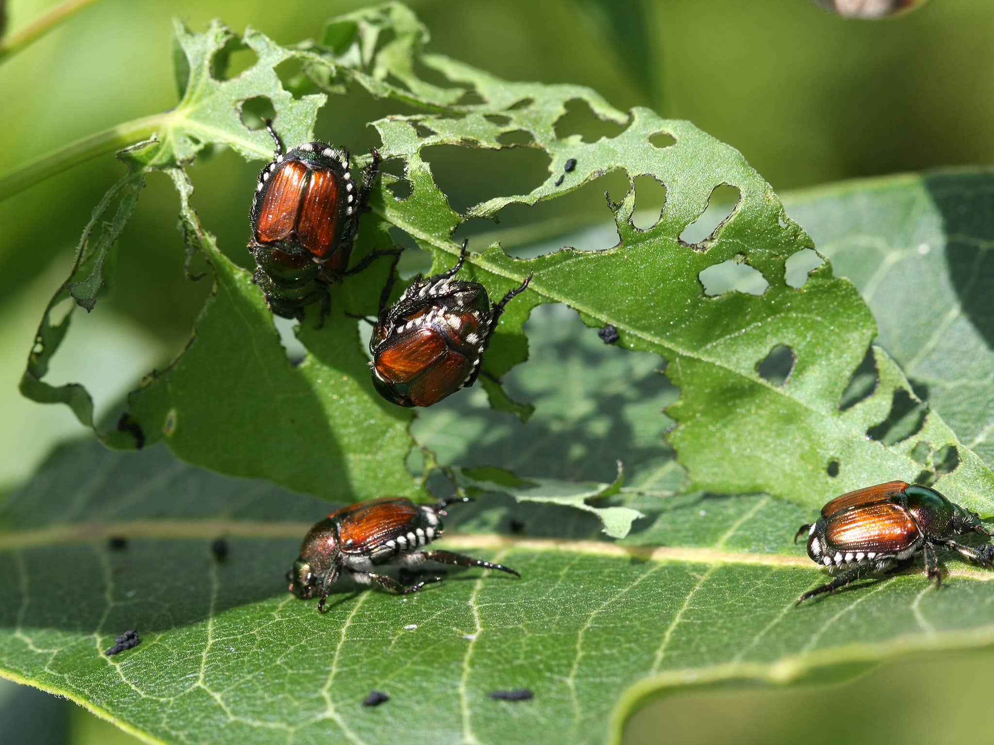 japanese-beetles