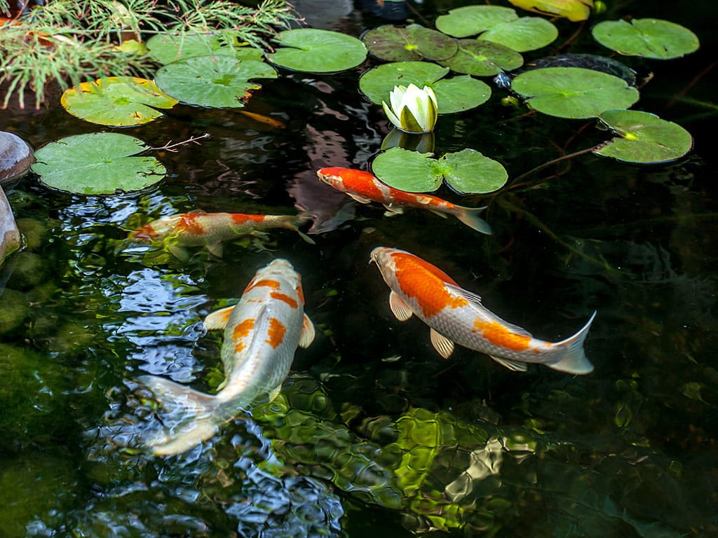 koi-pond