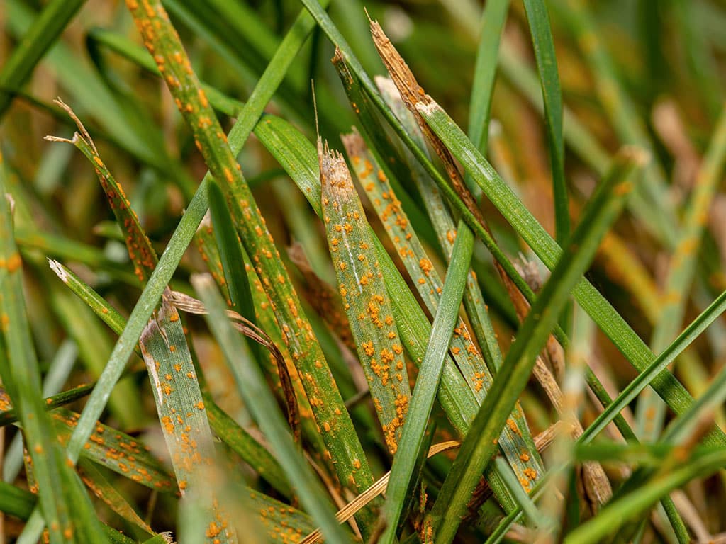 lawn-disease