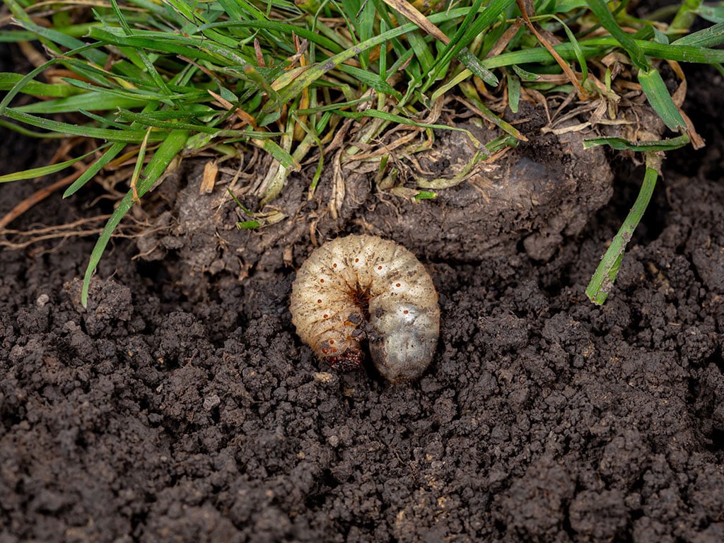 lawn-insects