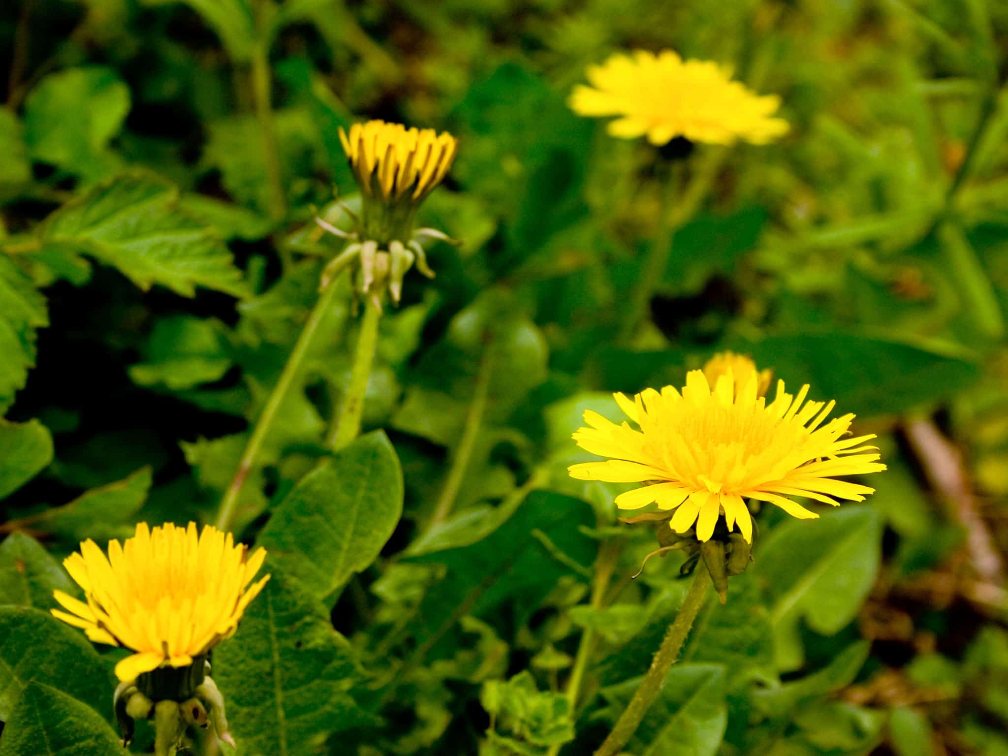 lawn-weeds