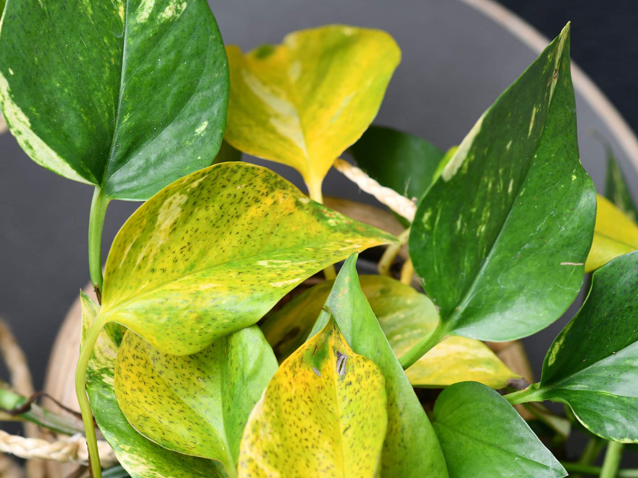 plant-disease-2